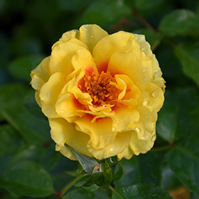 Plant Photo 10