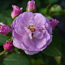 Plant Photo 2