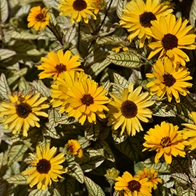 Plant Photo 2