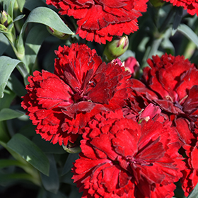 Plant Photo 3