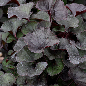 Plant Photo 1
