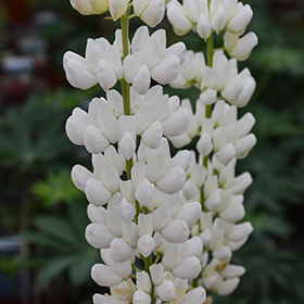 Plant Photo 5