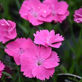 Plant Photo 3