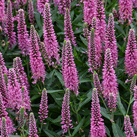 Plant Photo 4