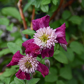 Plant Photo 7