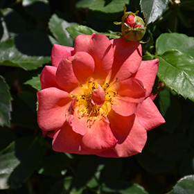 Plant Photo 3
