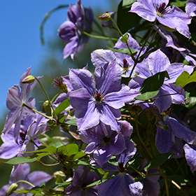 Plant Photo 10
